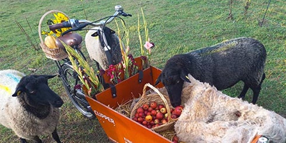Lastenrad mit Schafen – Teaserbild