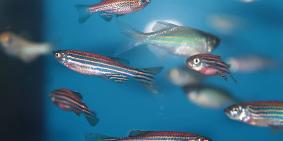 Zebrafische (danio rerio) Aquarienfisch — Foto von kazakovmaksim