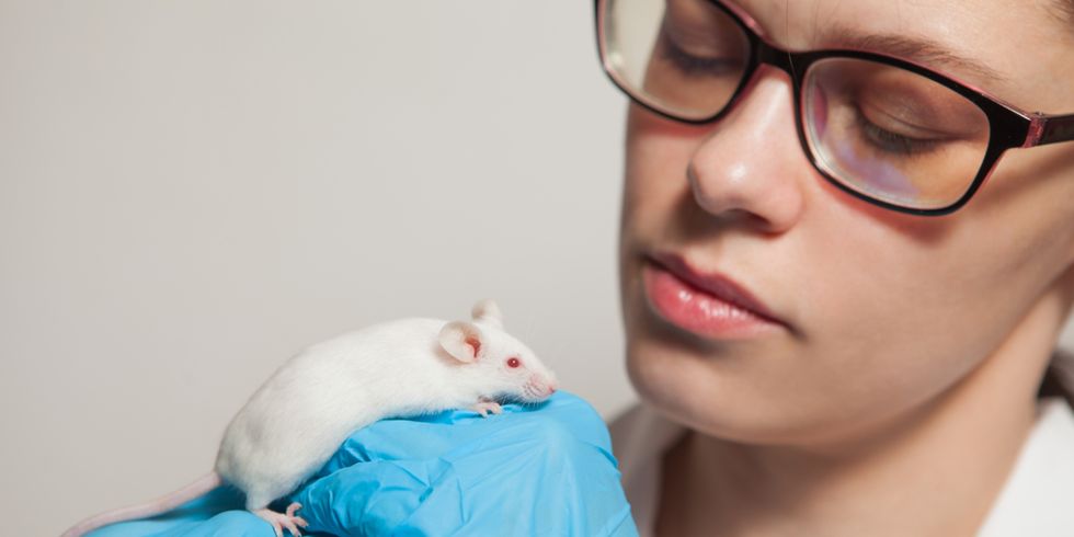 Eine kleine weiße Maus mit roten Augen in der Hand eines Wissenschaftlers in einem blauen Gummihandschuh.