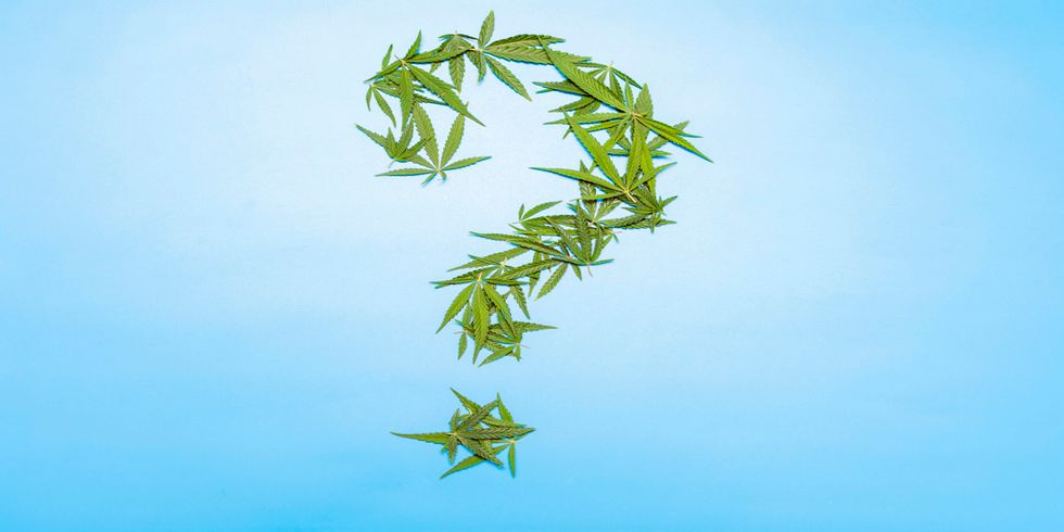 Ein Fragezeichen aus Cannabisblättern auf blauem Hintergrund