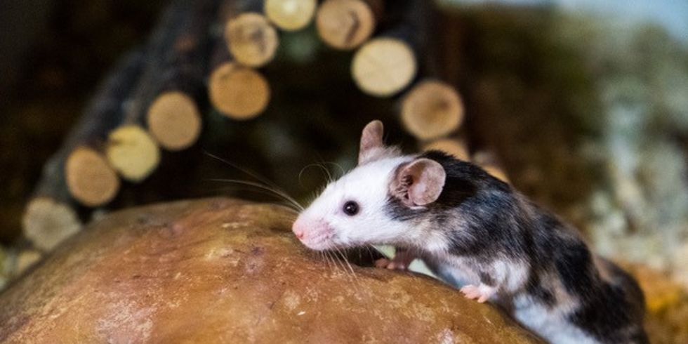 Bild zeitt eine Farbmaus