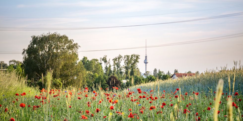 Mohnblüte am Kornfeld