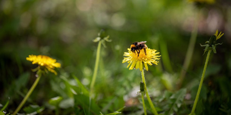 Hummel auf einer Blume