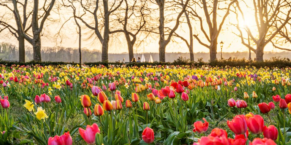 Tulpenfeld