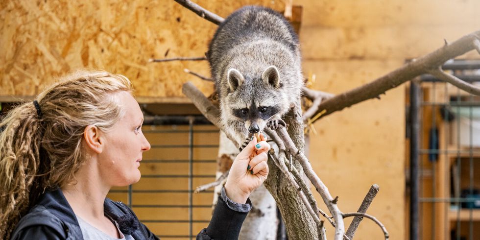 Carolin Weh mit Waschbär