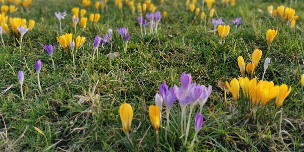 Vorfrühling im Britzer Garten