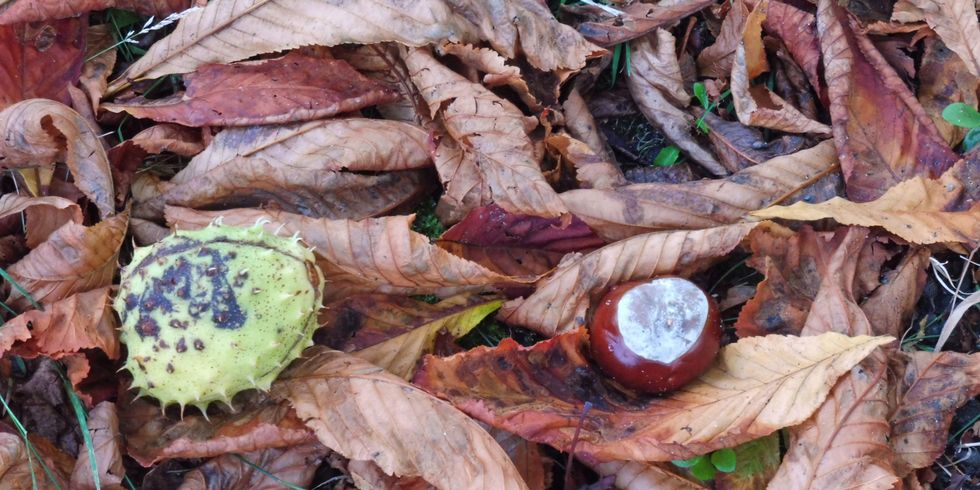 Kastanienfrüchte mit Laub