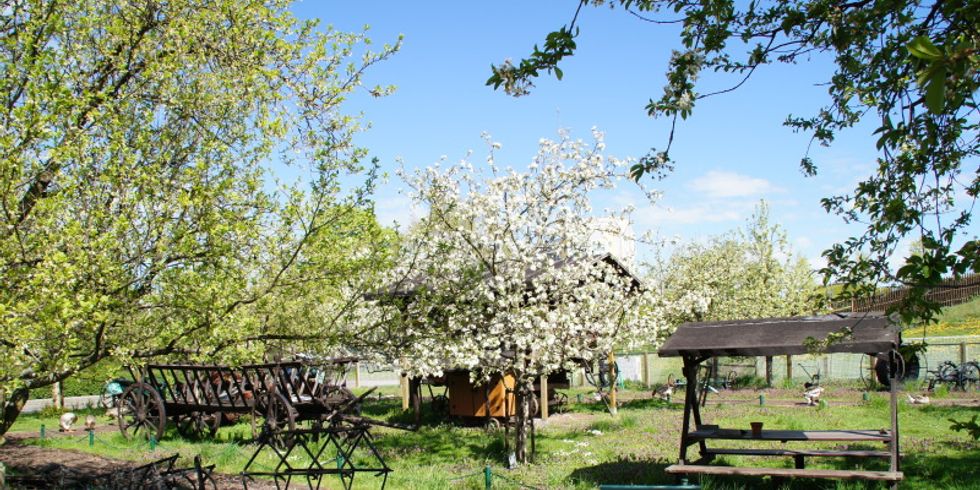 Streuobstwiese