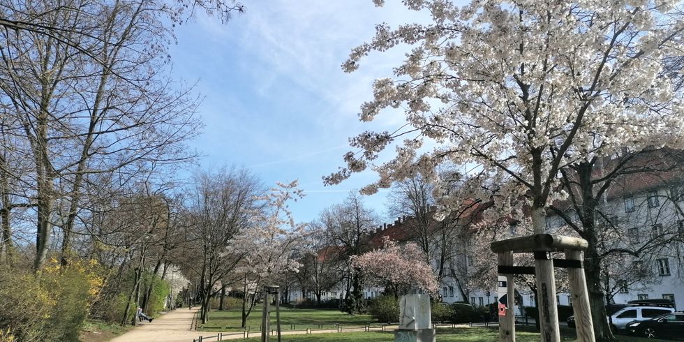 Newsletter-Header 2024/03, Anton-Saefkow-Park mit Zierkirschen