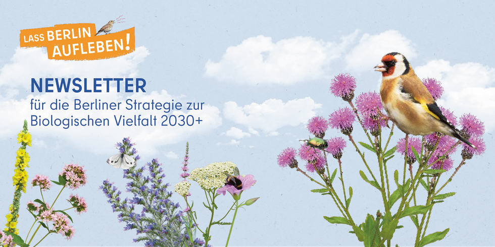 Newsletter für die Berliner Strategie zur Biologischen Vielfalt 2030+