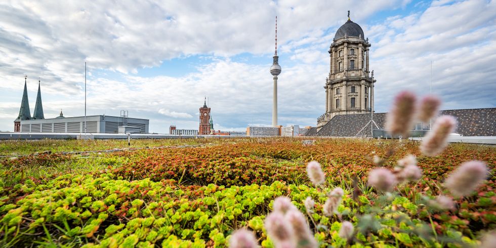 Gründach der Berliner Wasserbetriebe in der Neuen Jüdenstraße