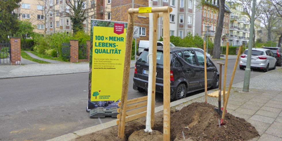Pflanzung einer Ungarischen Eiche in der Pankower Tschaikowskistraße