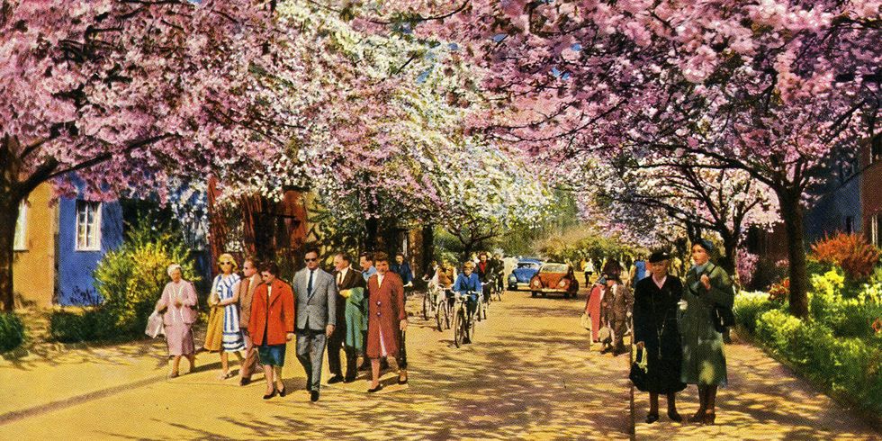 Baumblüten Onkel-Bräsig-Straße
