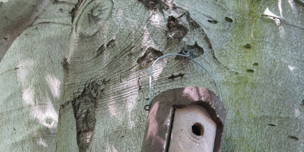 Baum mit Vogelhaus