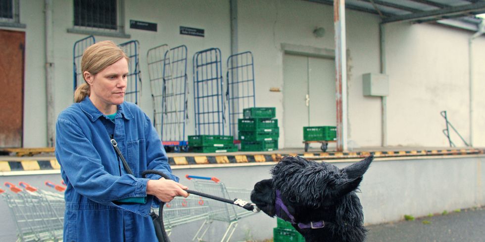 Szene mit Lama aus Kinofilm "Wilma will mehr"