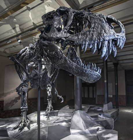 Tristan Otto im Berliner Museum für Naturkunde