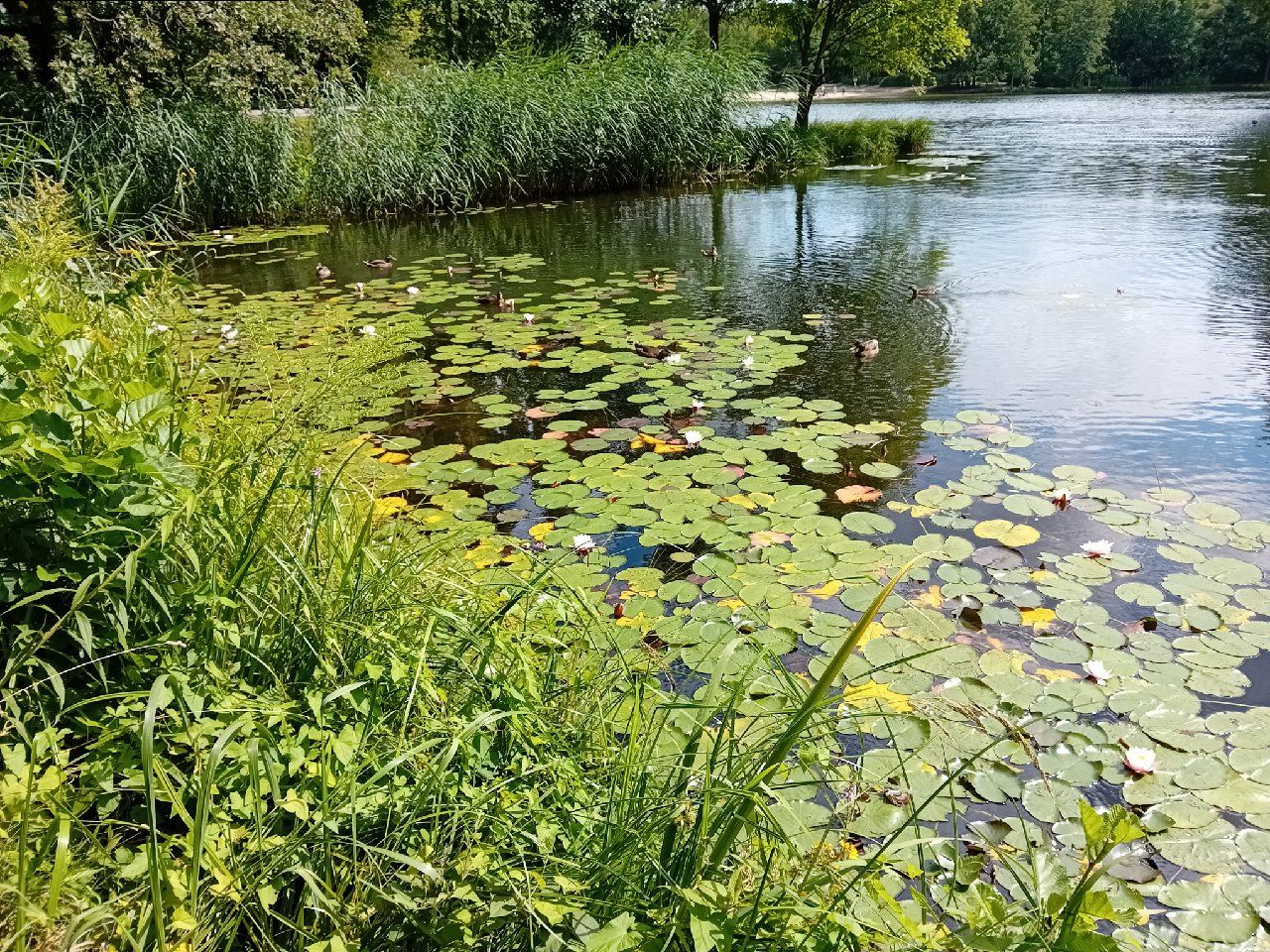 Volkspark Jungfernheide, Jungfernheideteich, Seerosen