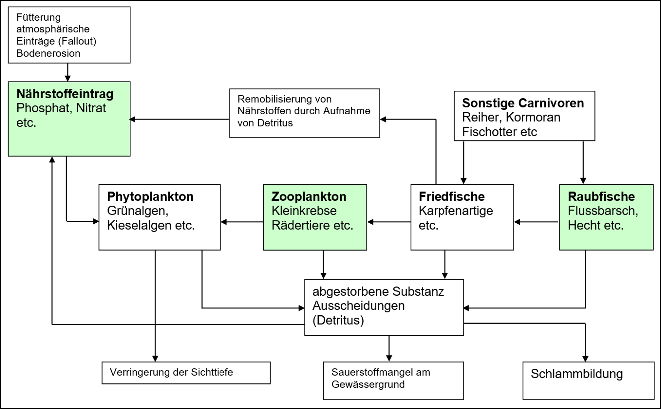 Nahrungsbeziehungen im intakten nährstoffreichen Gewässer (vereinfacht)