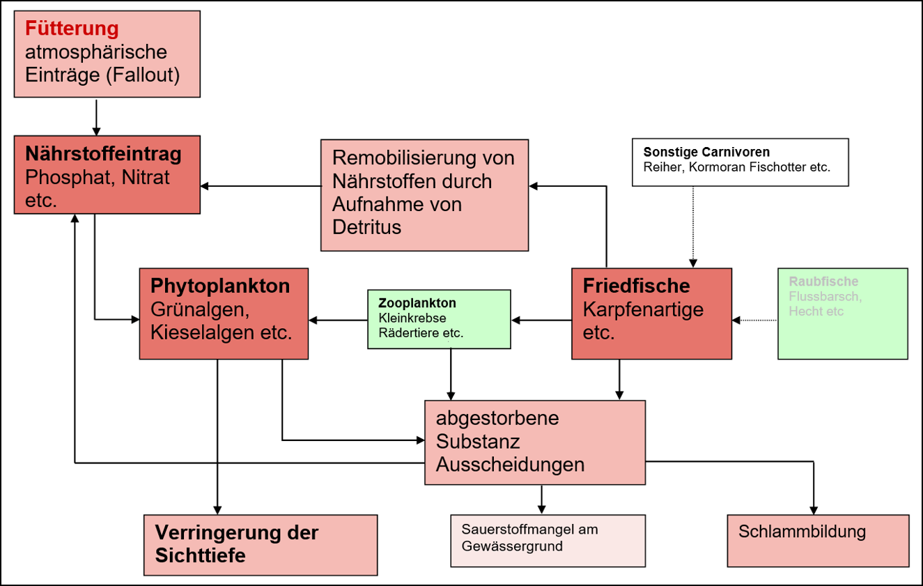 Nahrungsbeziehungen im Engelbecken (rot = aus dem Gleichgewicht)