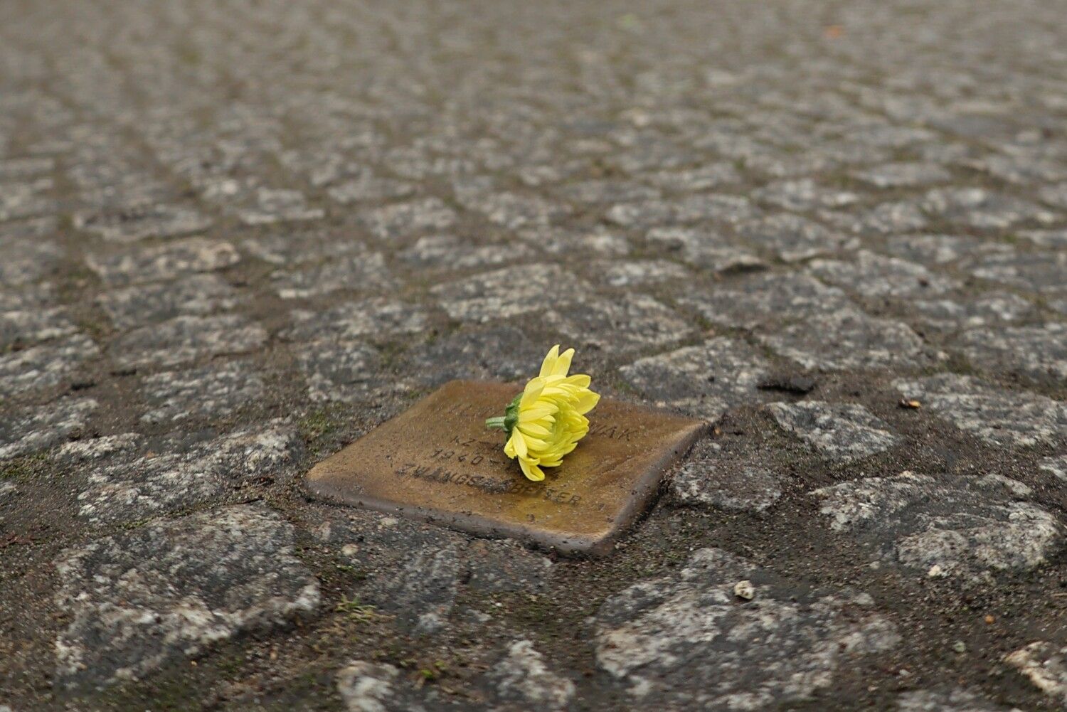 Symbolbild Stolperstein mit Blume