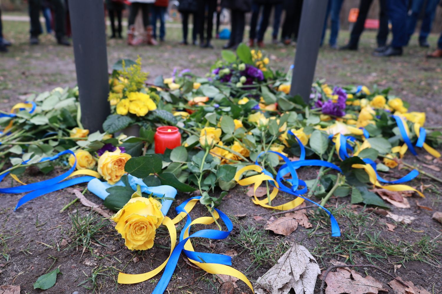 24. Februar 2023: Ein Blumenmeer in Blau-Gelb
