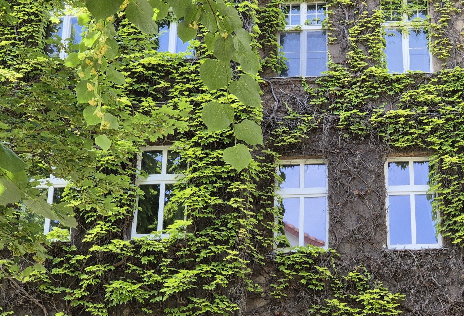 Begrünte Hausfassade