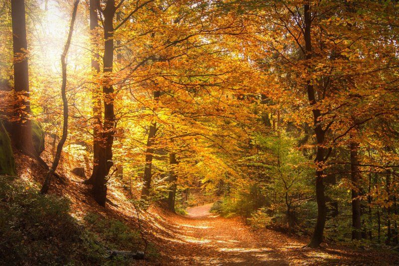 Waldweg im Herbst