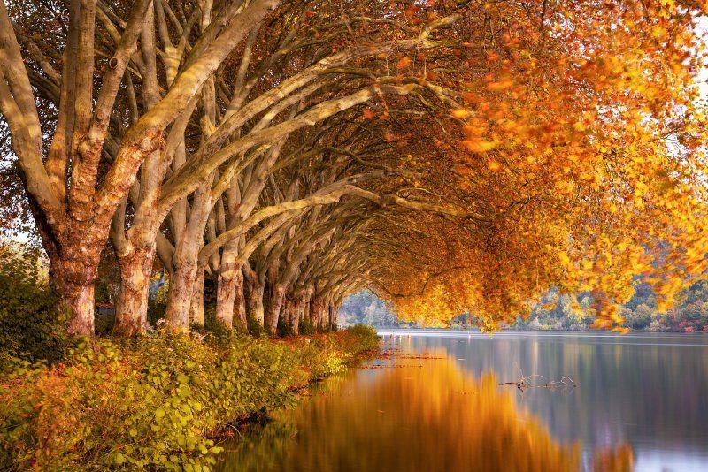platanen im Herbst am See