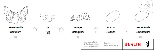 Grafik erklärt Entwicklung der Seidenmotte