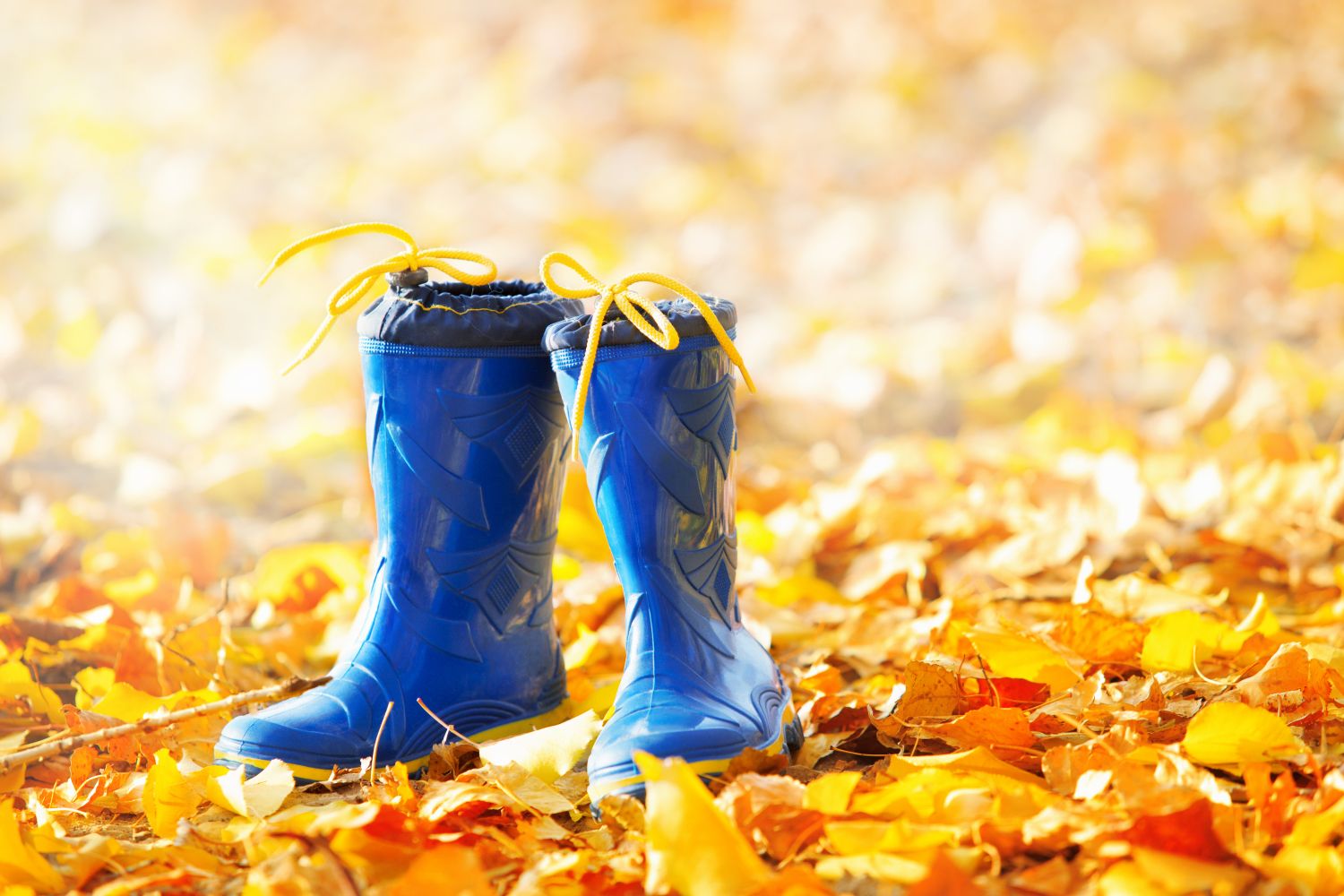blaue Gummiestiefel im Herbstlaub