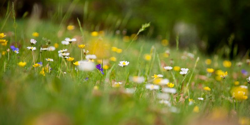 Wildblumenwiese