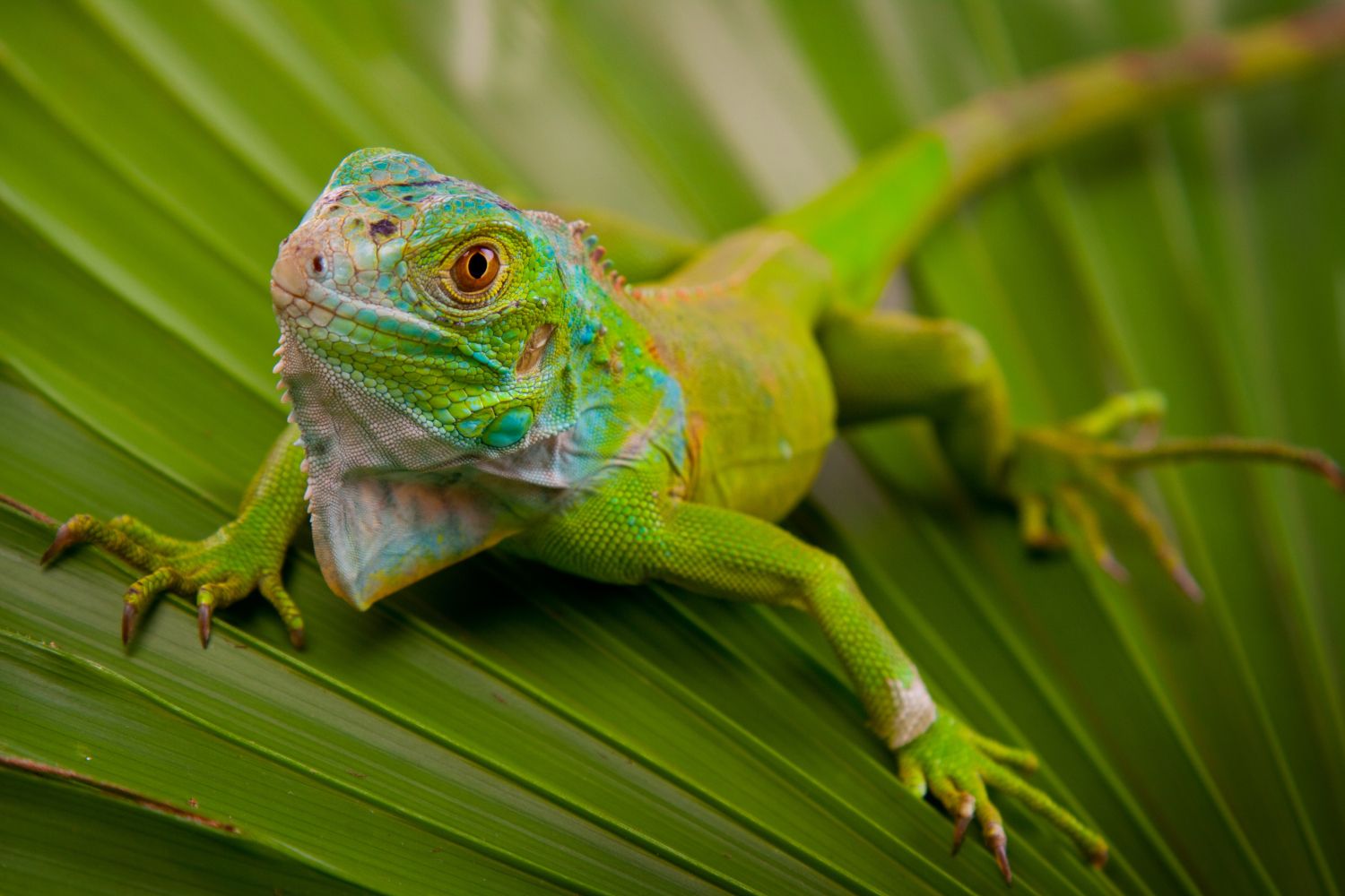 Grüner Leguan auf Blatt