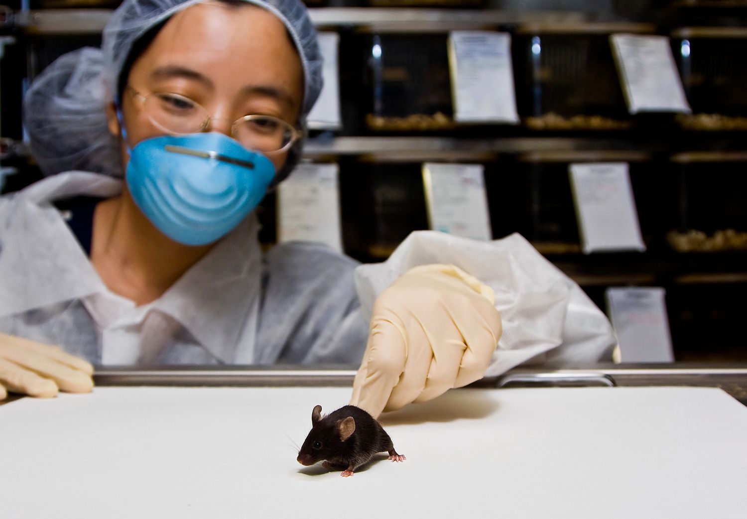Eine Wissenschaftlerin in einem Labor stupst eine Maus an