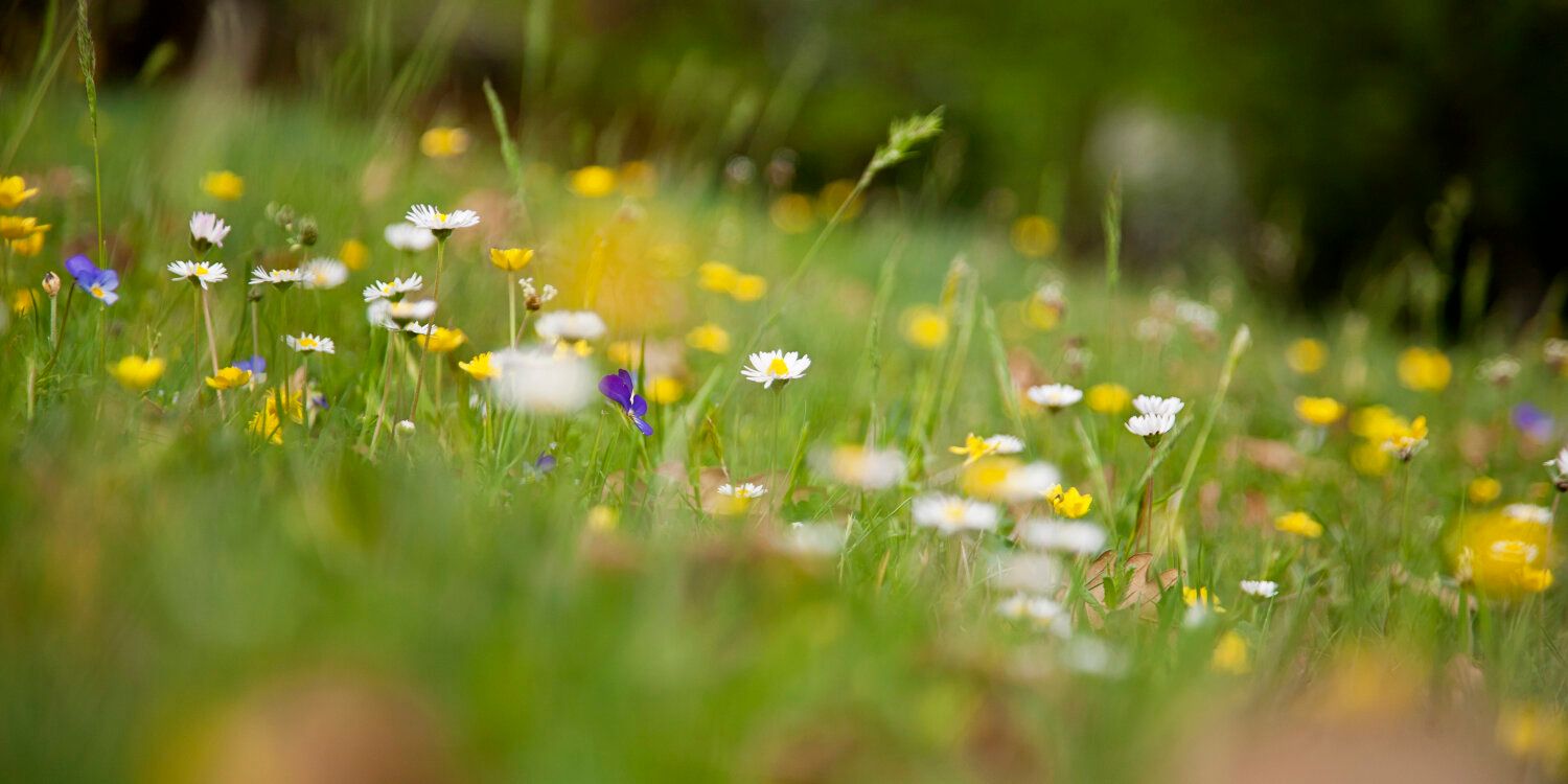 Wildblumenwiese