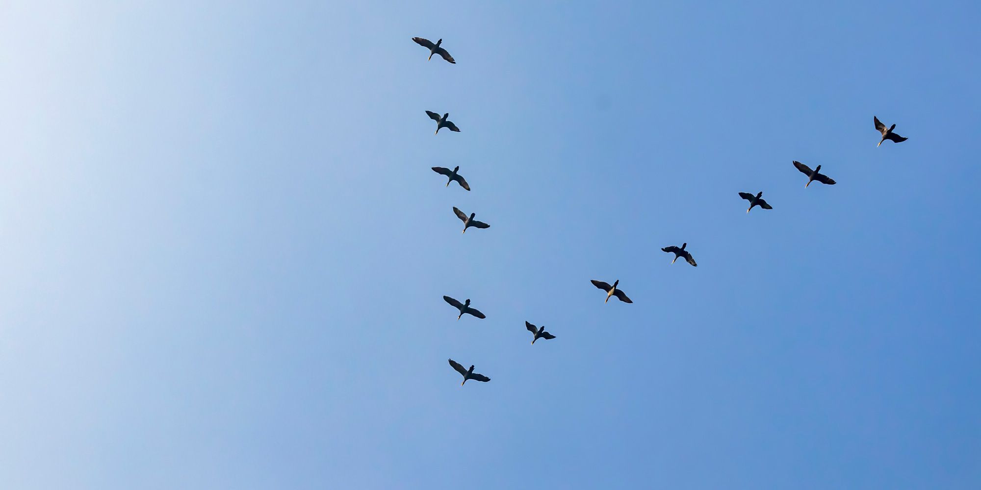 Zugvögel am Himmel