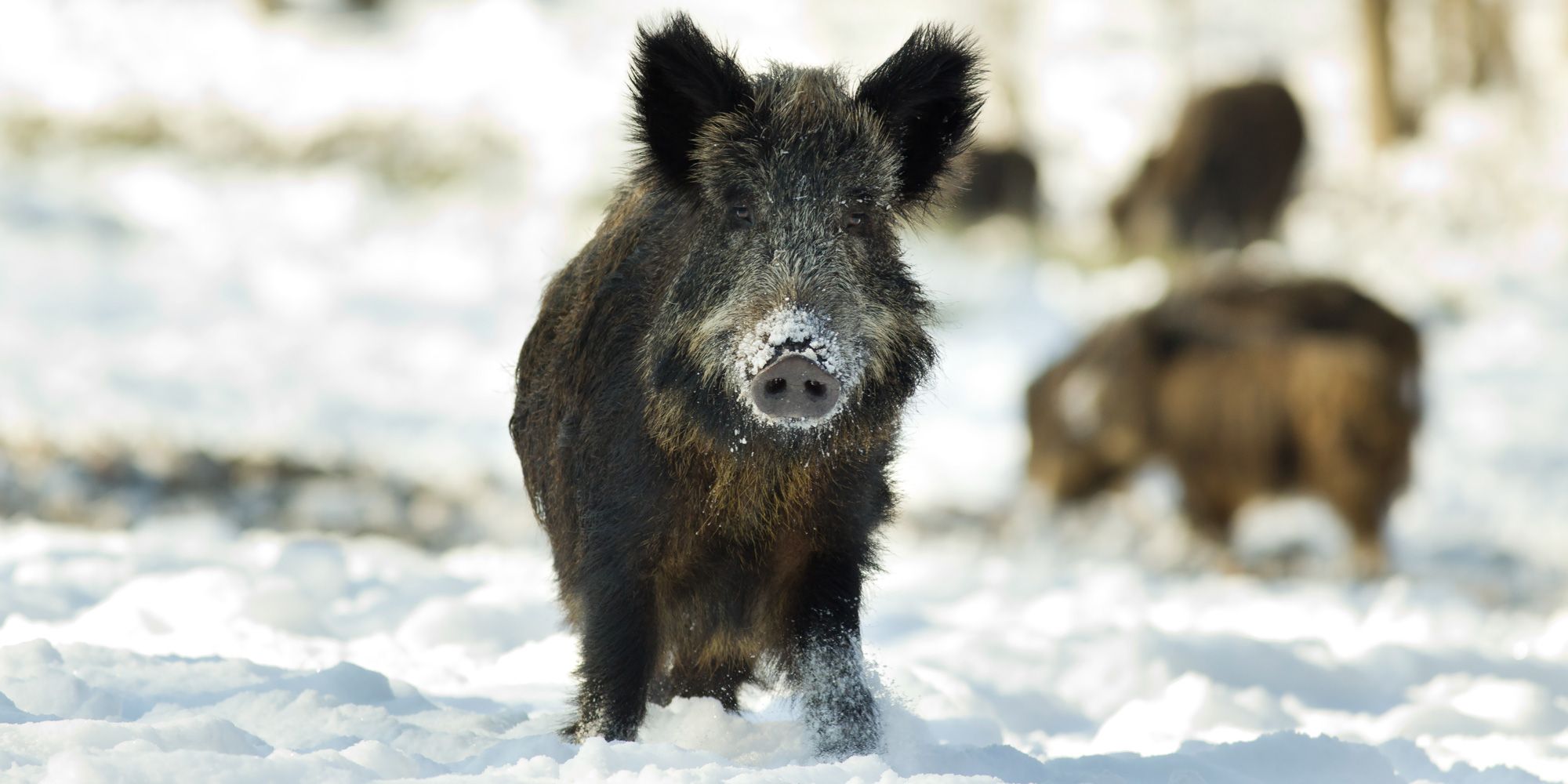 Wildschwein im Schnee