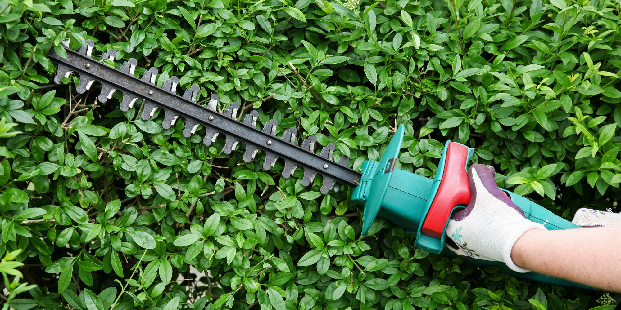 Gartenhecke schneiden