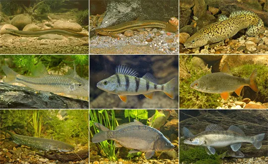 Fischarten in Berlin - v.l.n.r.: 1. Zeile: Aal, Schlammpeitzger, Quappe; 2. Zeile: Blaubandbärbling, Barsch, Plötze; 3. Zeile: Wels, Karpfen, Zander