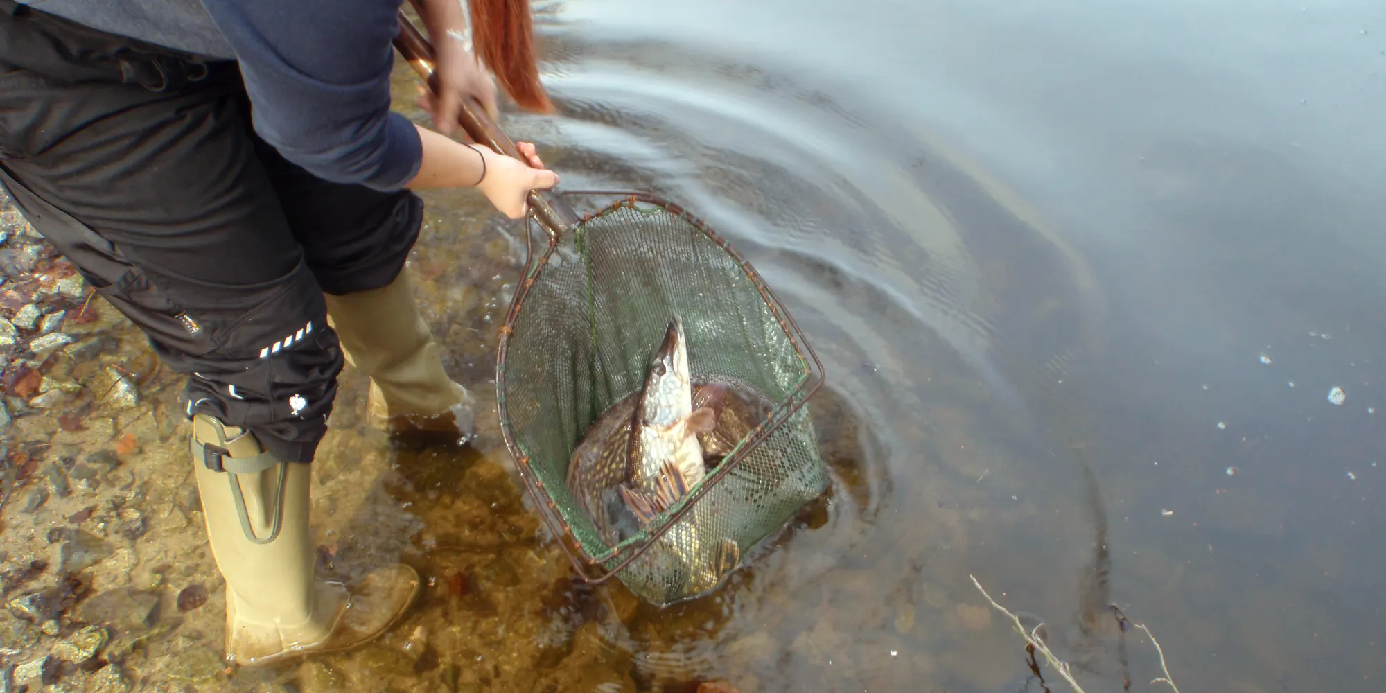 Hechte im Kescher. Eine Anglerin hält einen Kescher mit zwei großen, gefangenen Hechten im flachen Wasser.