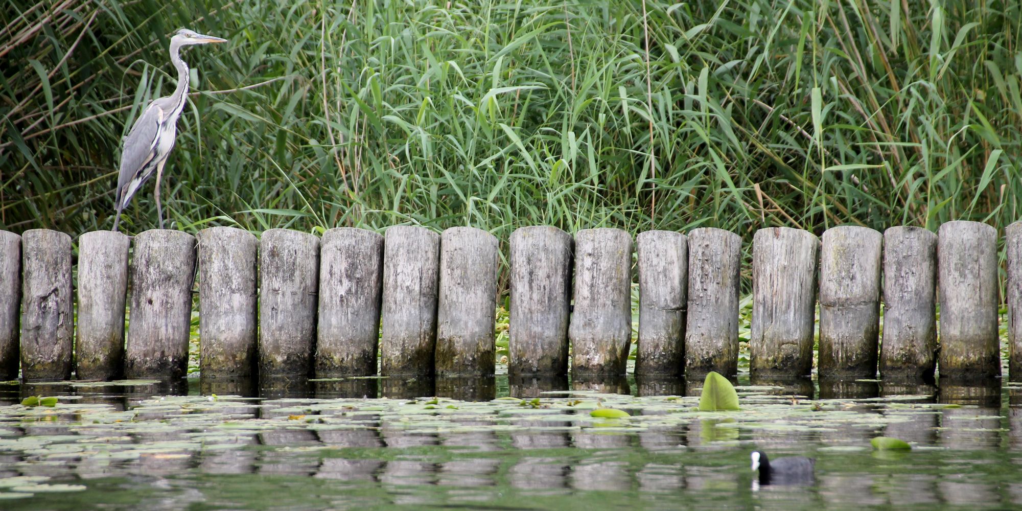 Graureiher und Blässhuhn. Ein Graureiher sitzt auf einer hölzernen Uferbefestigung, ein Blässhuhn gründelt zwischen Seerosenblättern. Das Ufer im Hintergrund ist schilfbewachsen.