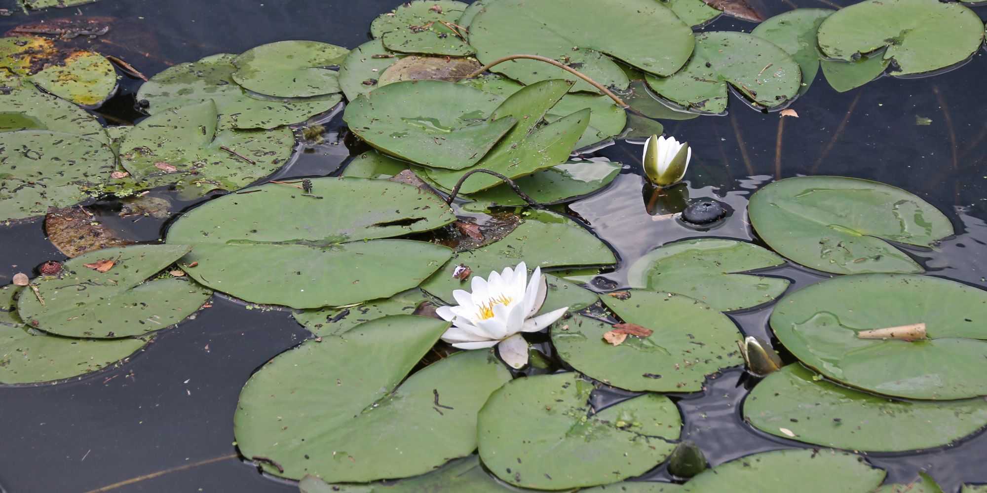 Weiße Seerose (Nymphaea alba). Das Foto zeigt drei Rosenblüten zwischen vielen Seerosenblättern.