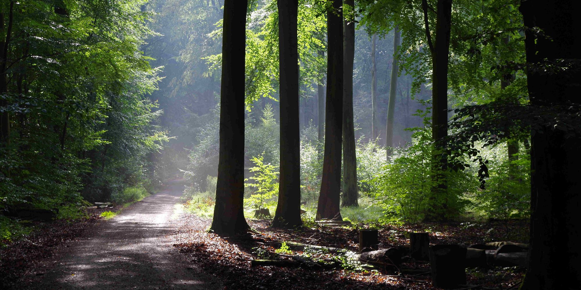 Waldweg im Laubwald