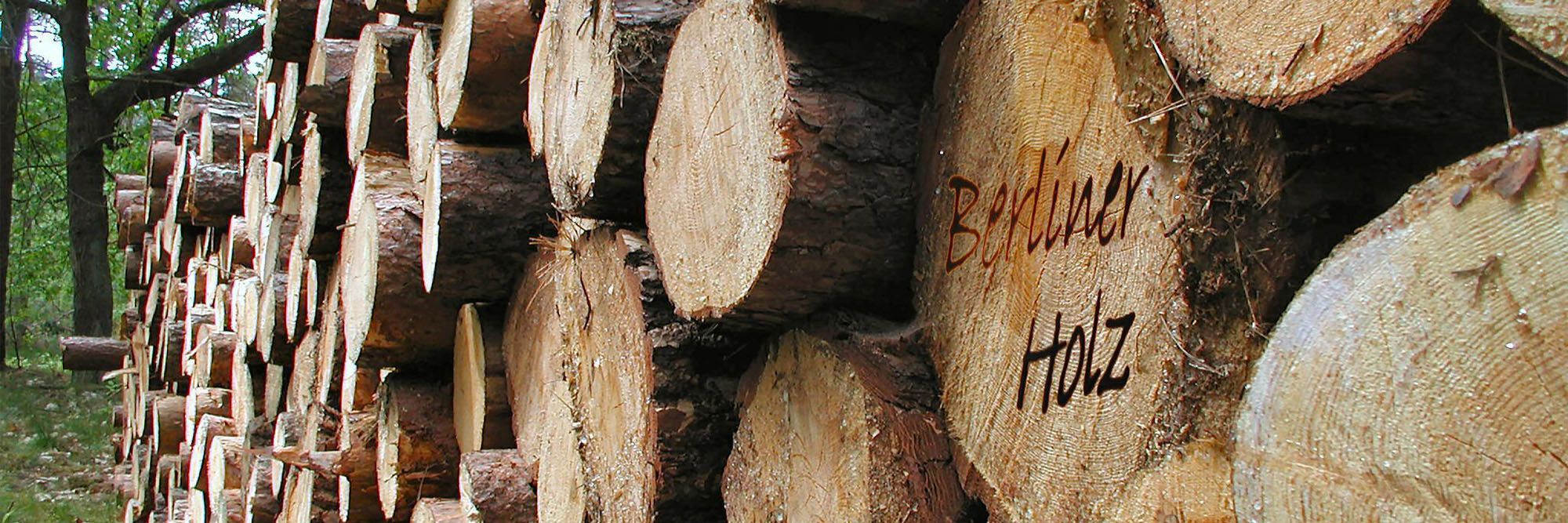 Holzstapel im Wald