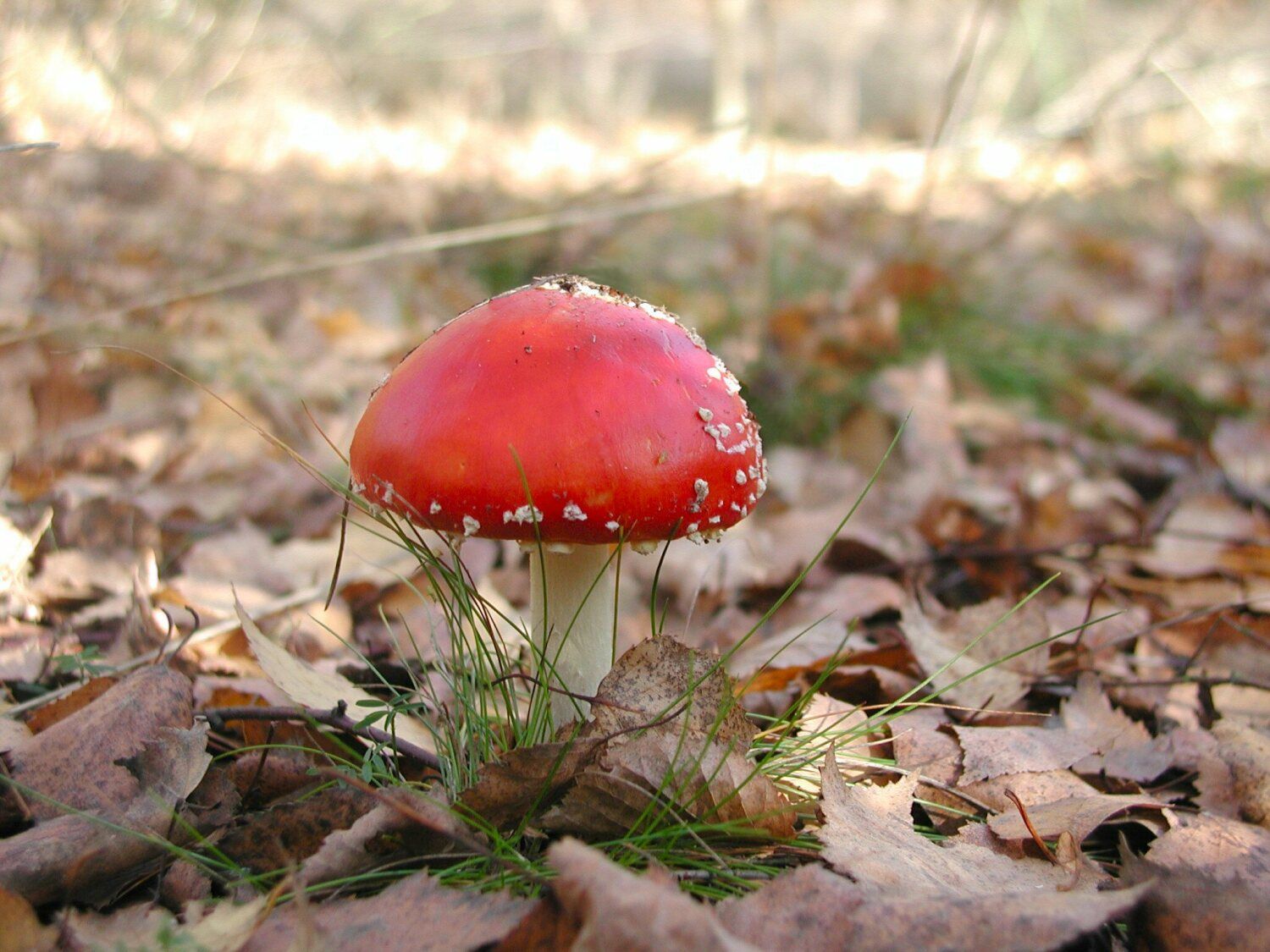 Fliegenpilz