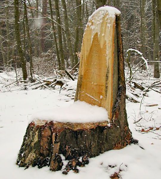 Baumstuhl