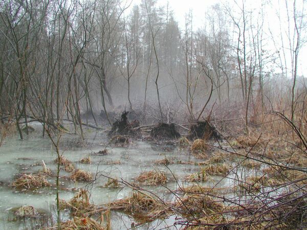 Krumme Lake