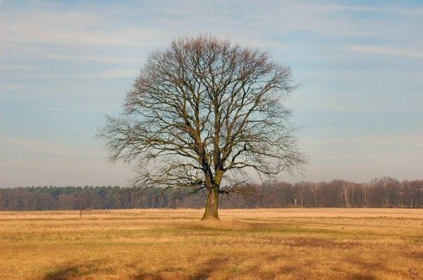 Solitär
