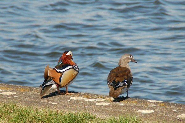 Mandarinenten