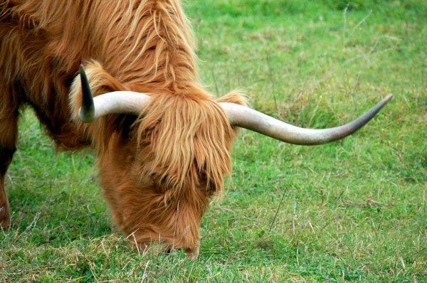 Highland Rind
