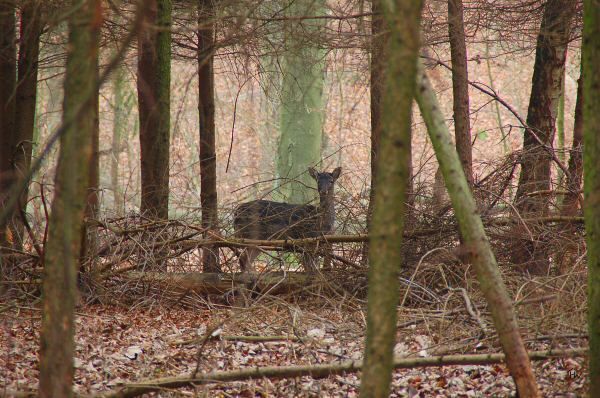 Wildtiere im Stadtgebiet